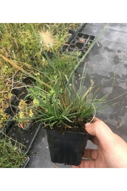 Пеннисетум Литтл Банни контейнер Р9